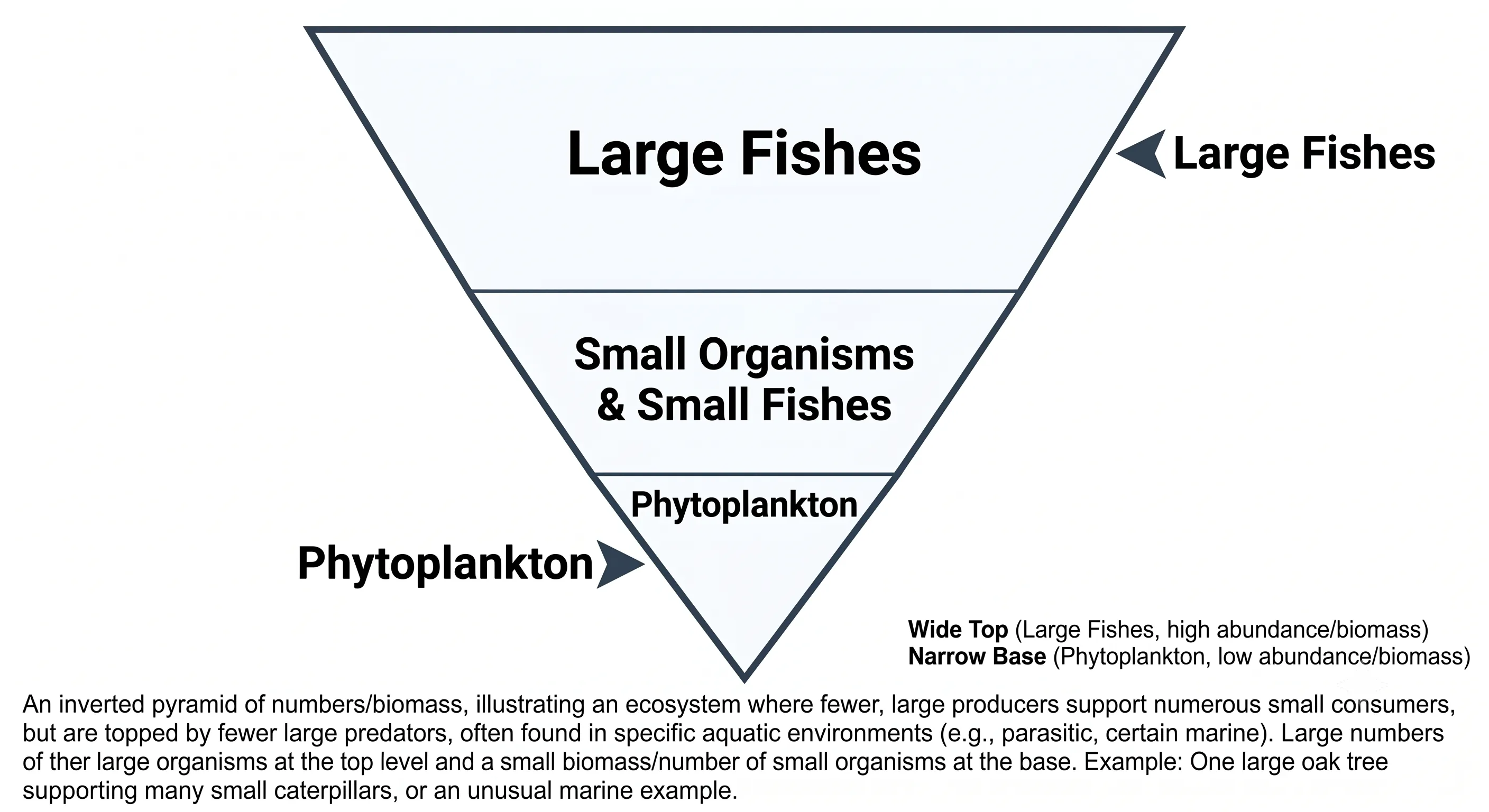Sectioned fruit with epicarp, mesocarp and endocarp labeled
