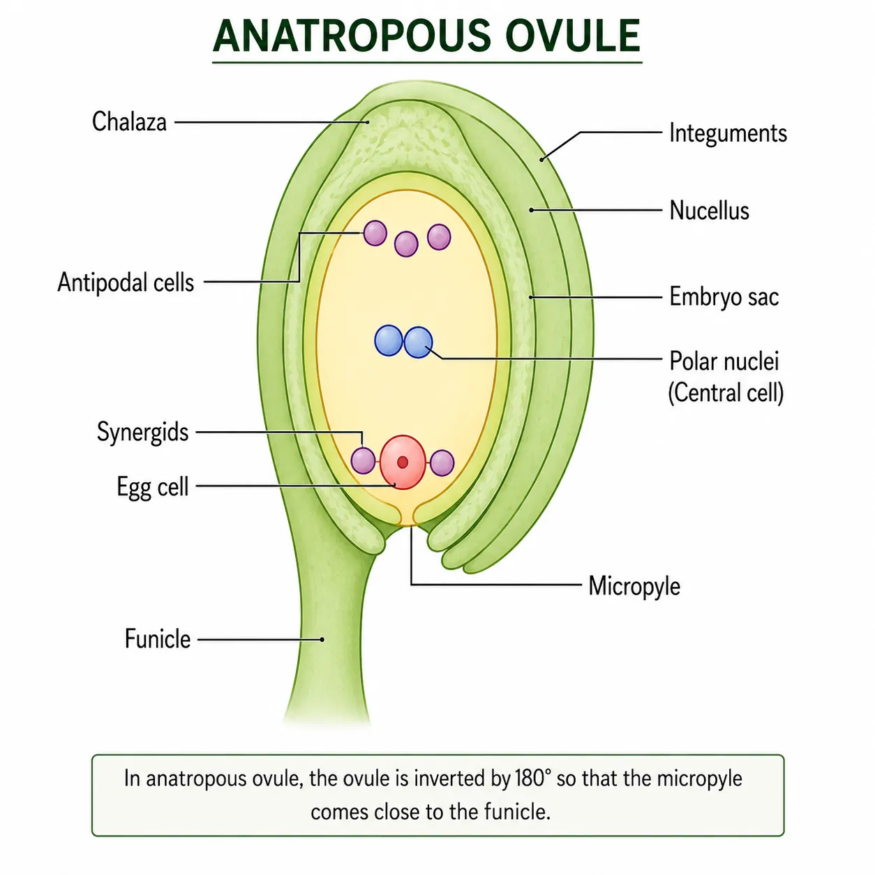 Sectioned fruit with epicarp, mesocarp and endocarp labeled