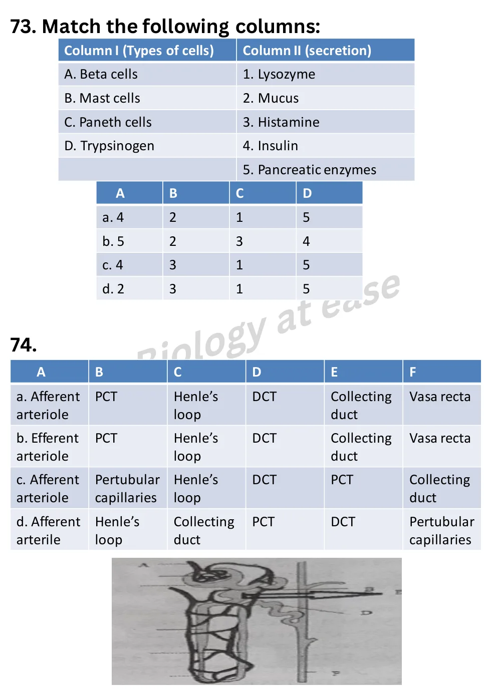 NEET Biology Full Mock 6 question sheet image 28